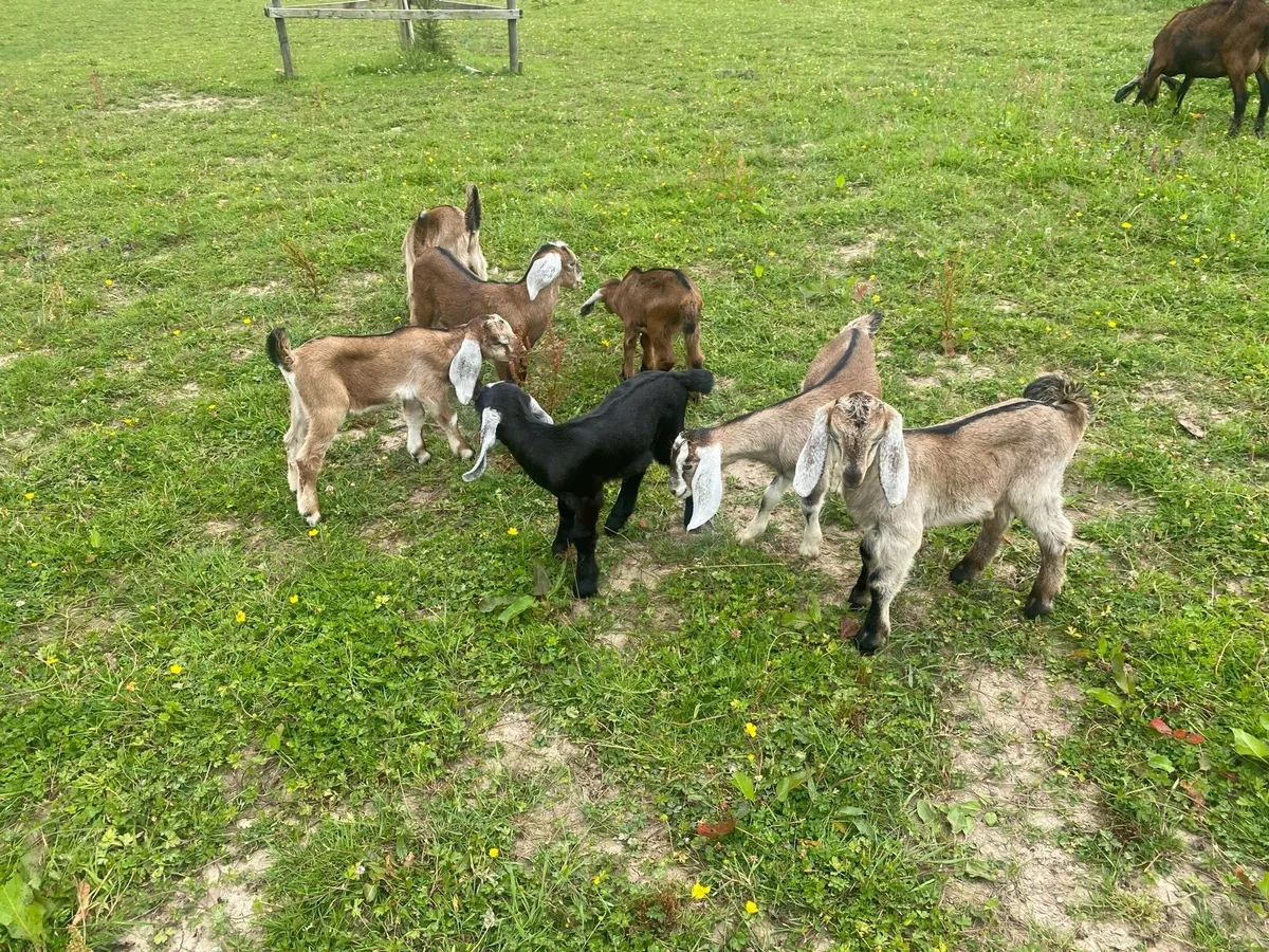 5 Nubian Billy Goat Kids - Image 1