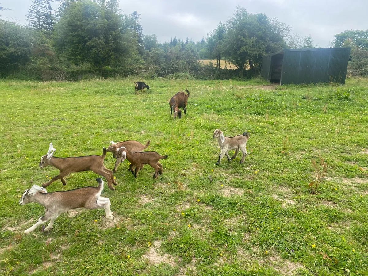 5 Nubian Billy Goat Kids - Image 2