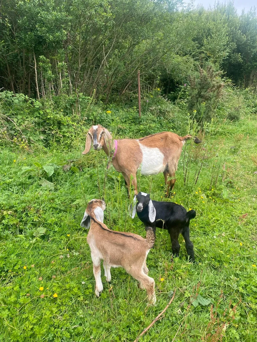 5 Nubian Billy Goat Kids - Image 3