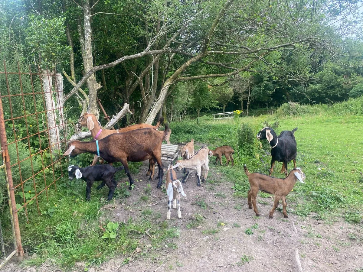 5 Nubian Billy Goat Kids - Image 4