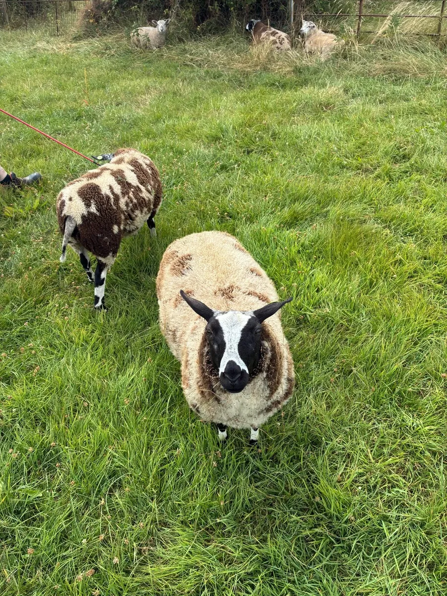 PBR spotted dutch ram lambs - Image 4