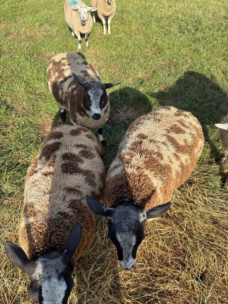 PBR spotted dutch ram lambs - Image 2