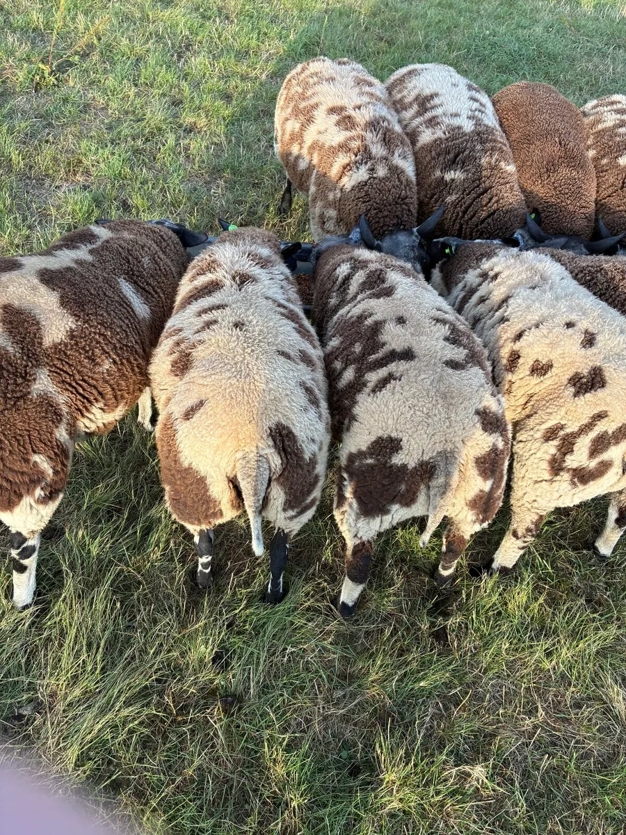 PBR spotted dutch ram lambs - Image 3
