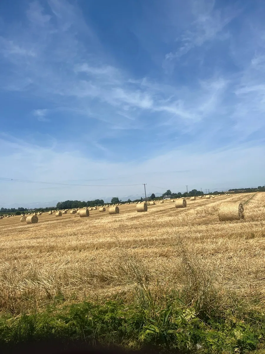 Wheaten straw