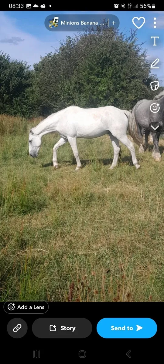 3 year old gelding - Image 1