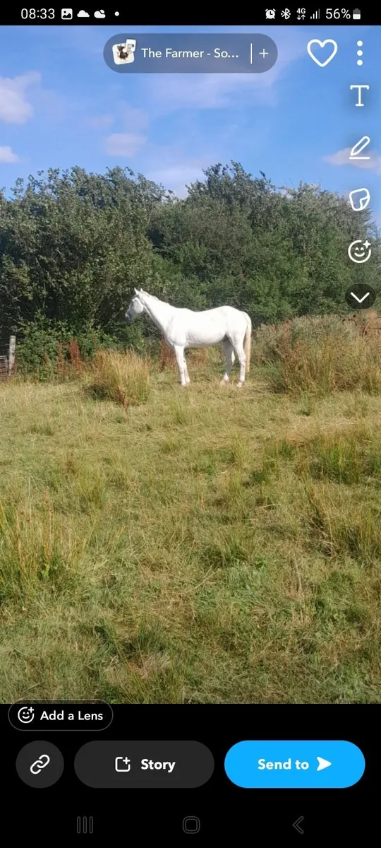 3 year old gelding - Image 2