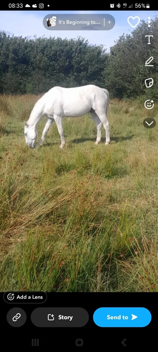 3 year old gelding - Image 4