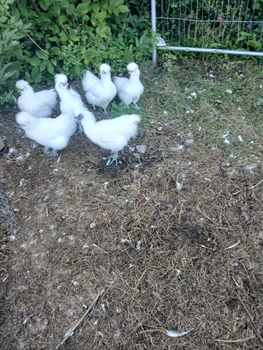 Chickens - Image 1