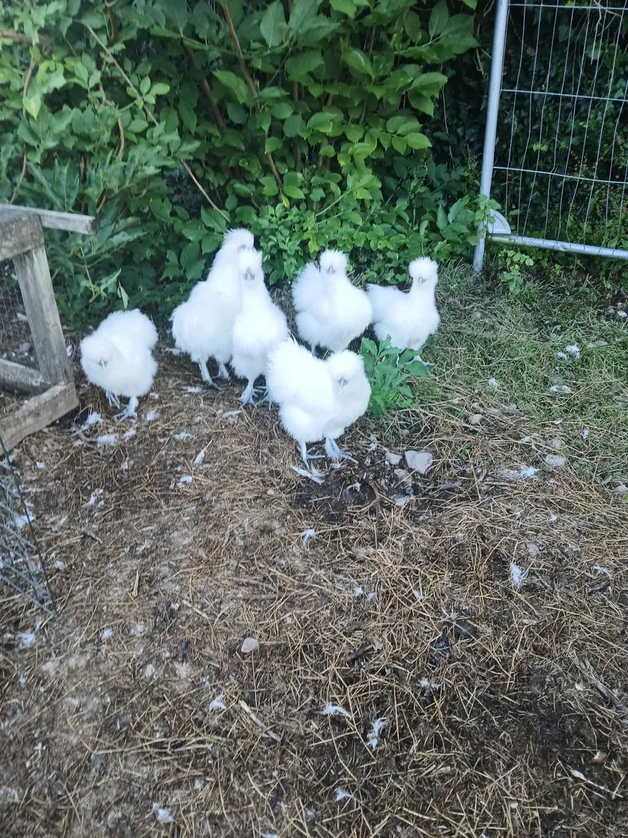 Chickens - Image 2