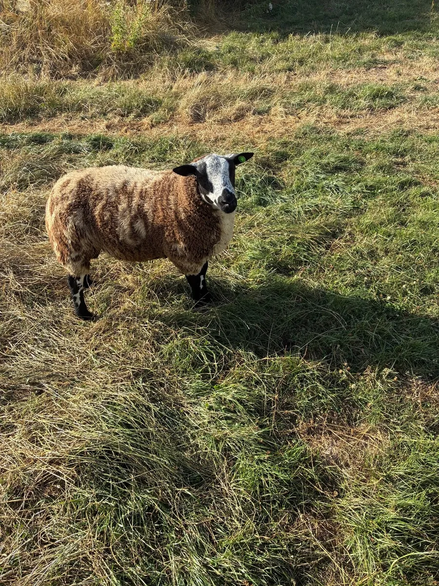 PBR spotted dutch ram lambs - Image 1