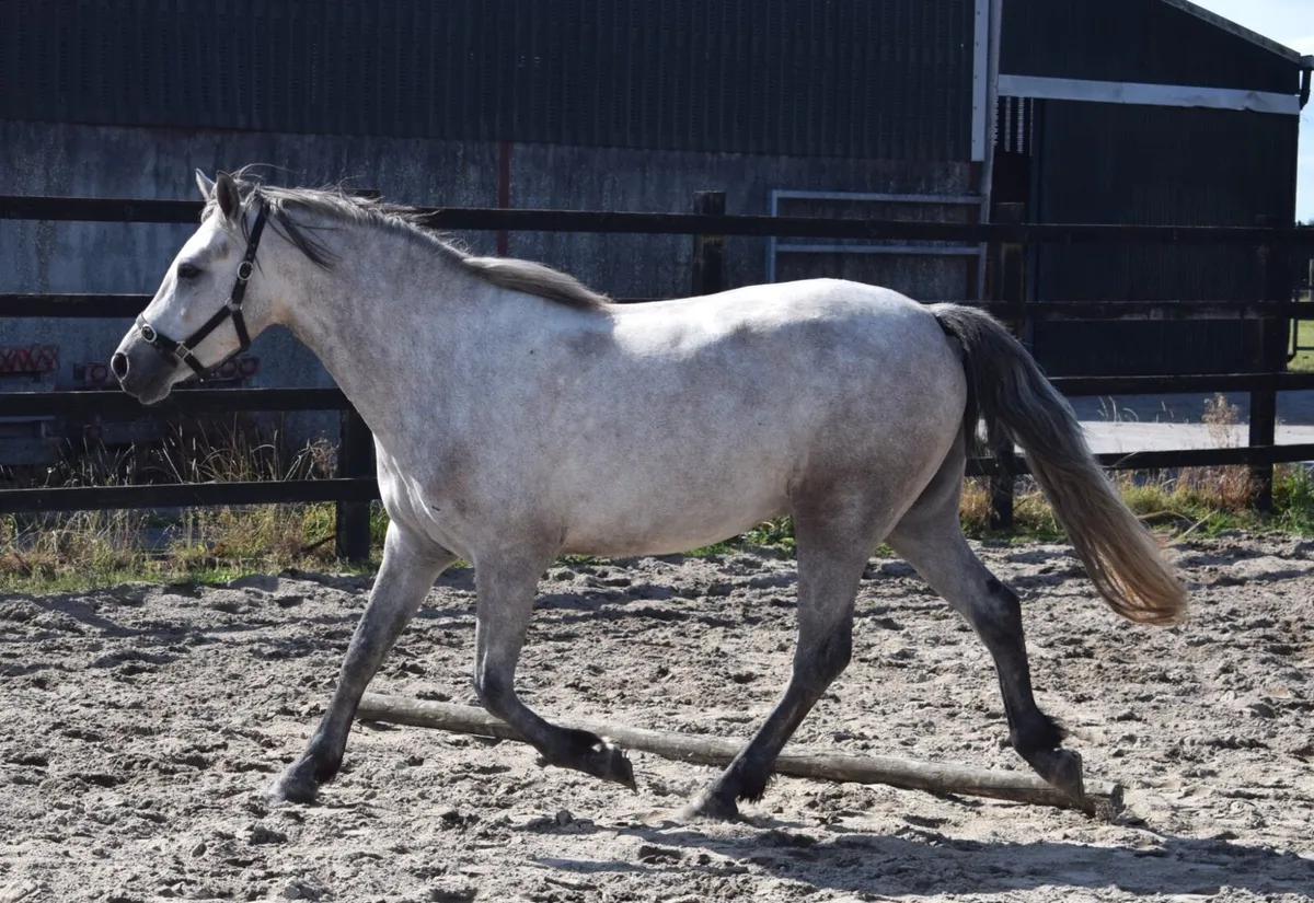 Western Boy full bred Connemara pony - Image 2