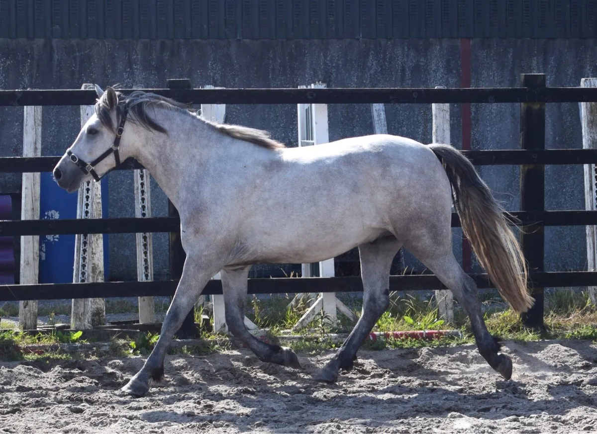 Western Boy full bred Connemara pony - Image 4