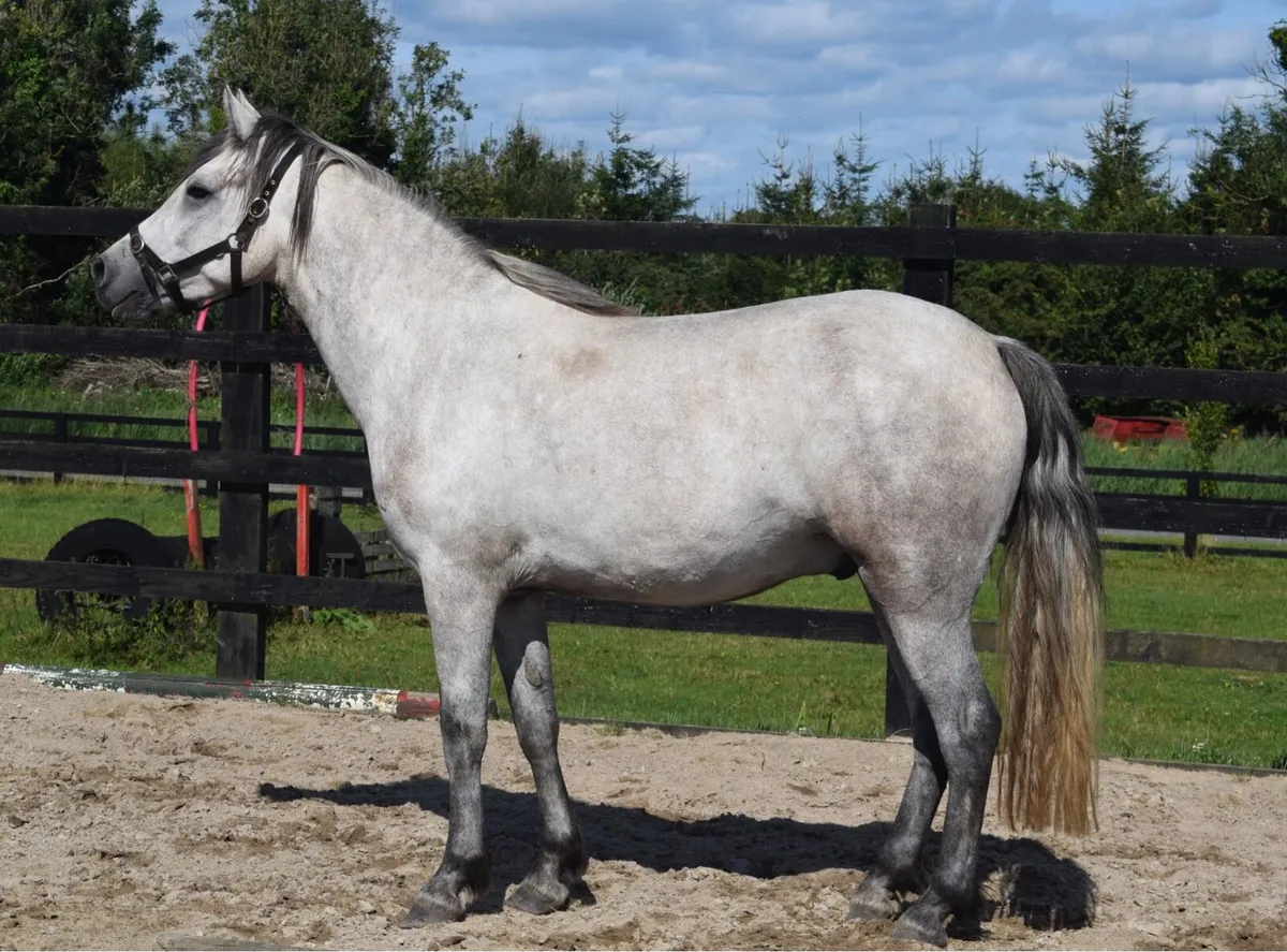 Western Boy full bred Connemara pony - Image 3