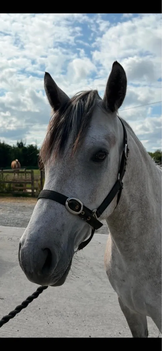 Western Boy full bred Connemara pony - Image 1