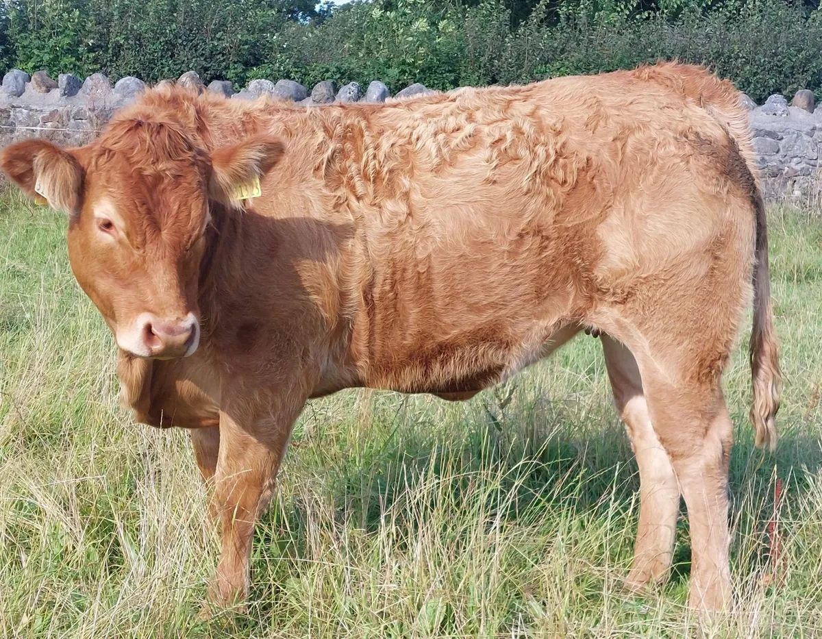 5 star Pb limousin heifers - Image 3