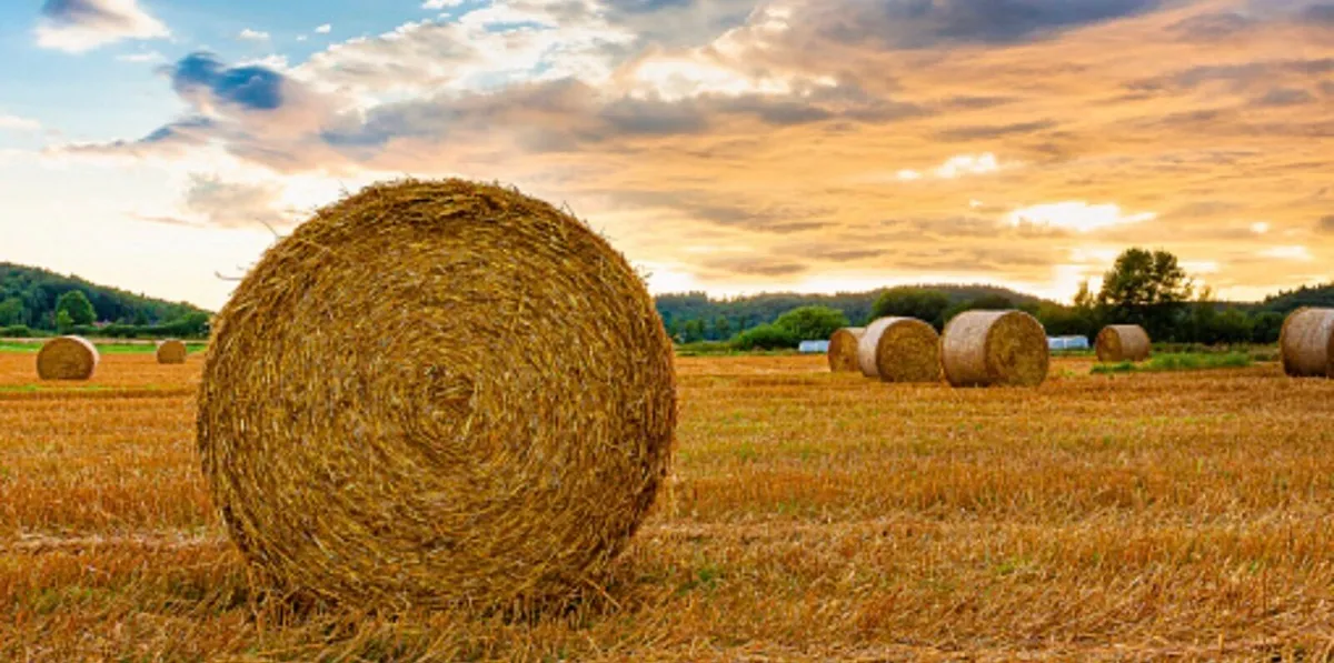 STRAW/ HAY/ HAYLAGE - Image 1