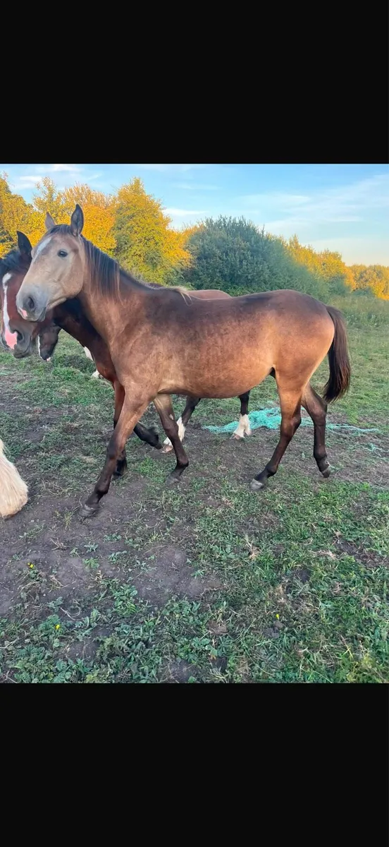 Lovely Connemara Cross Filly-Dun-15 months - Image 2