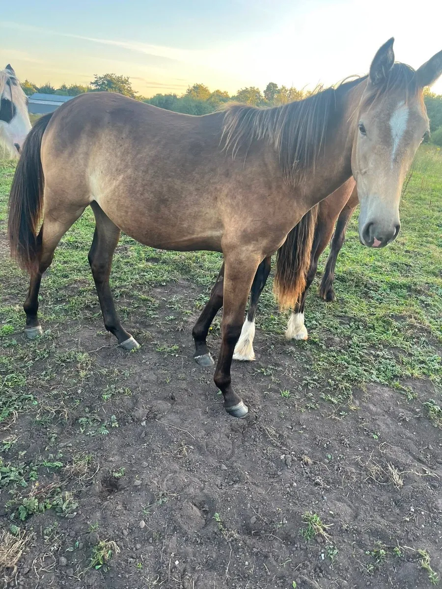 Lovely Connemara Cross Filly-Dun-15 months - Image 1