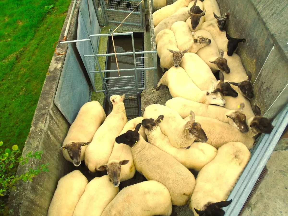 hoggets - Image 2