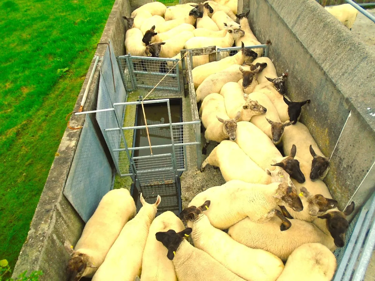 hoggets - Image 1