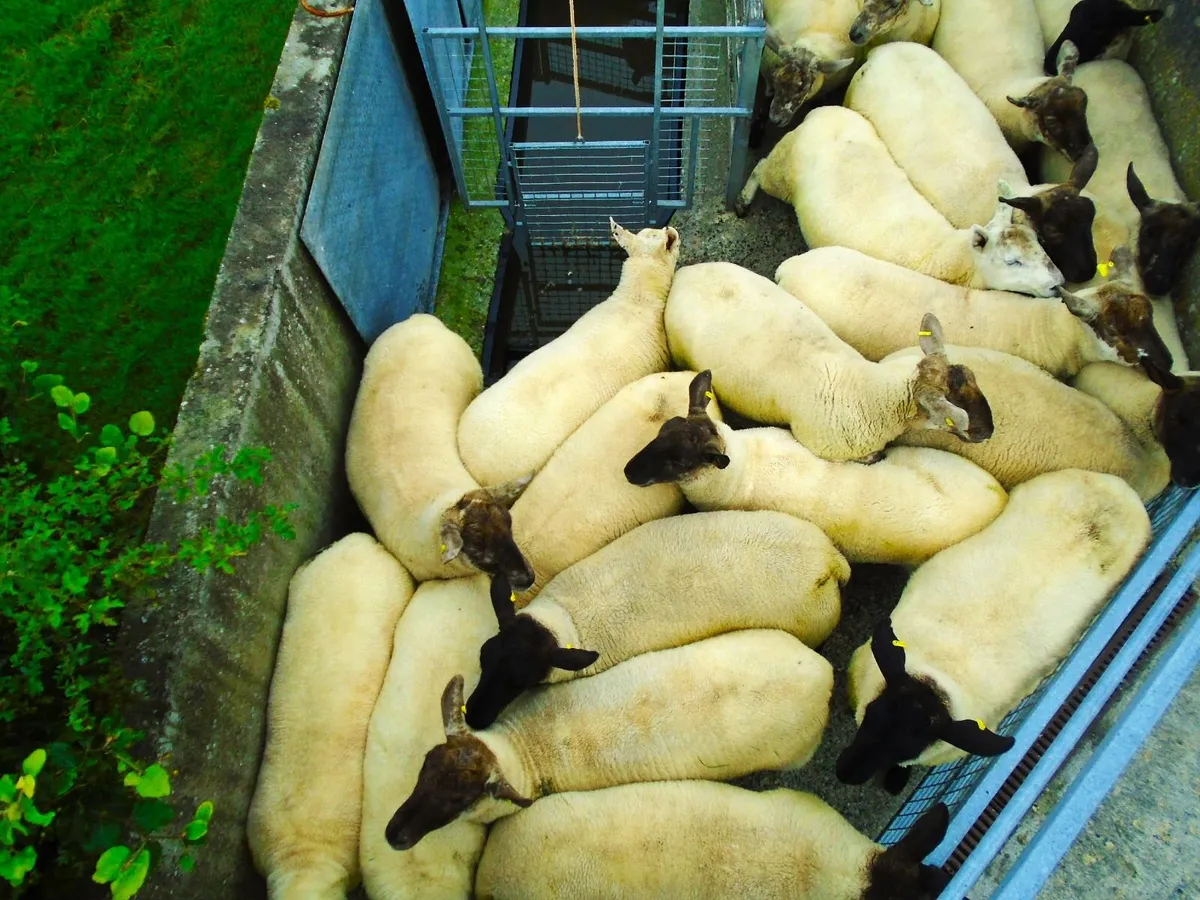 hoggets - Image 3