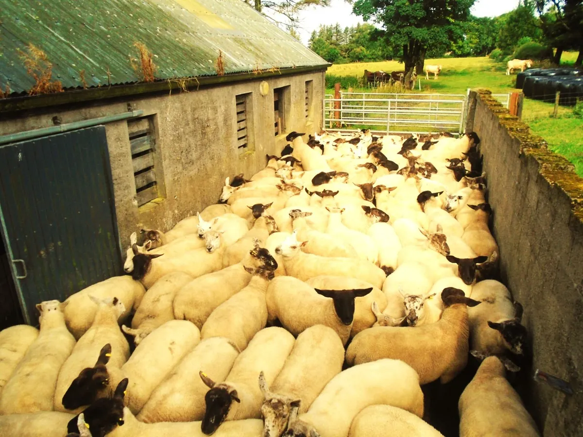 hoggets - Image 4