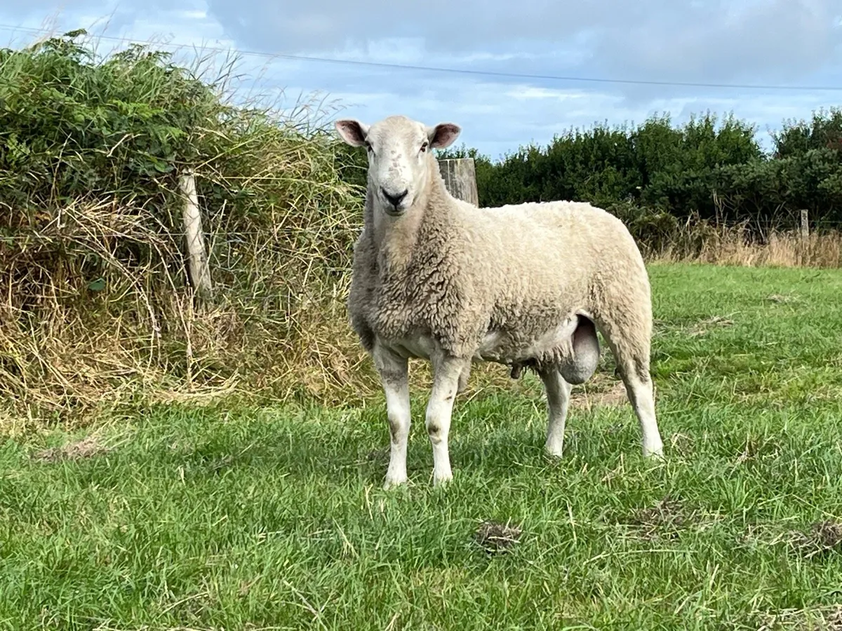 Blue Leicester Hogget - Image 2