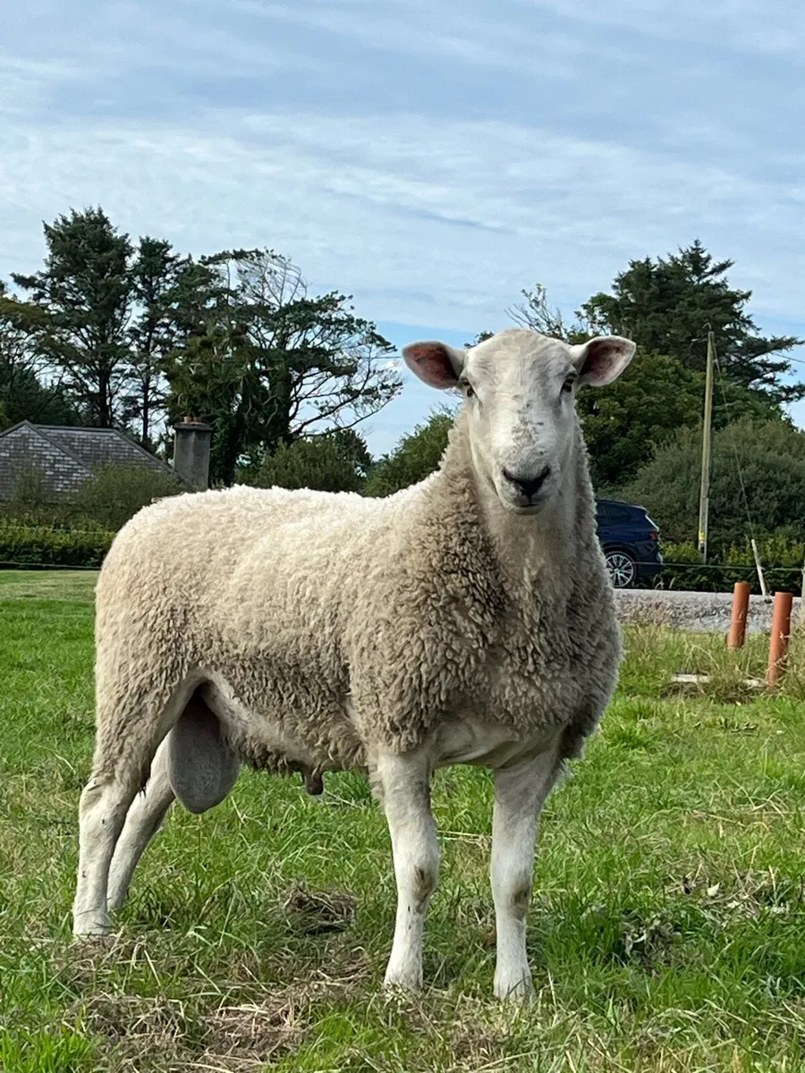 Blue Leicester Hogget - Image 3