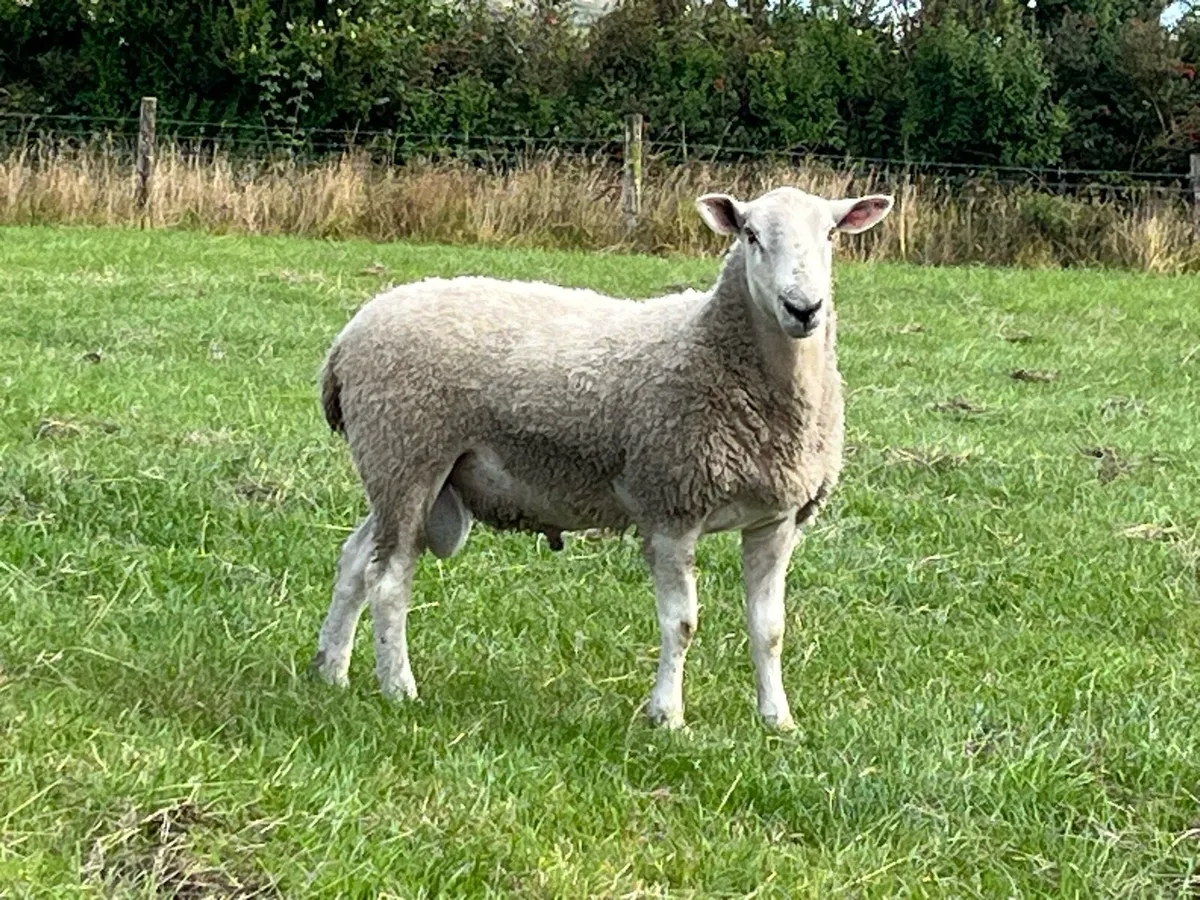 Blue Leicester Hogget - Image 4