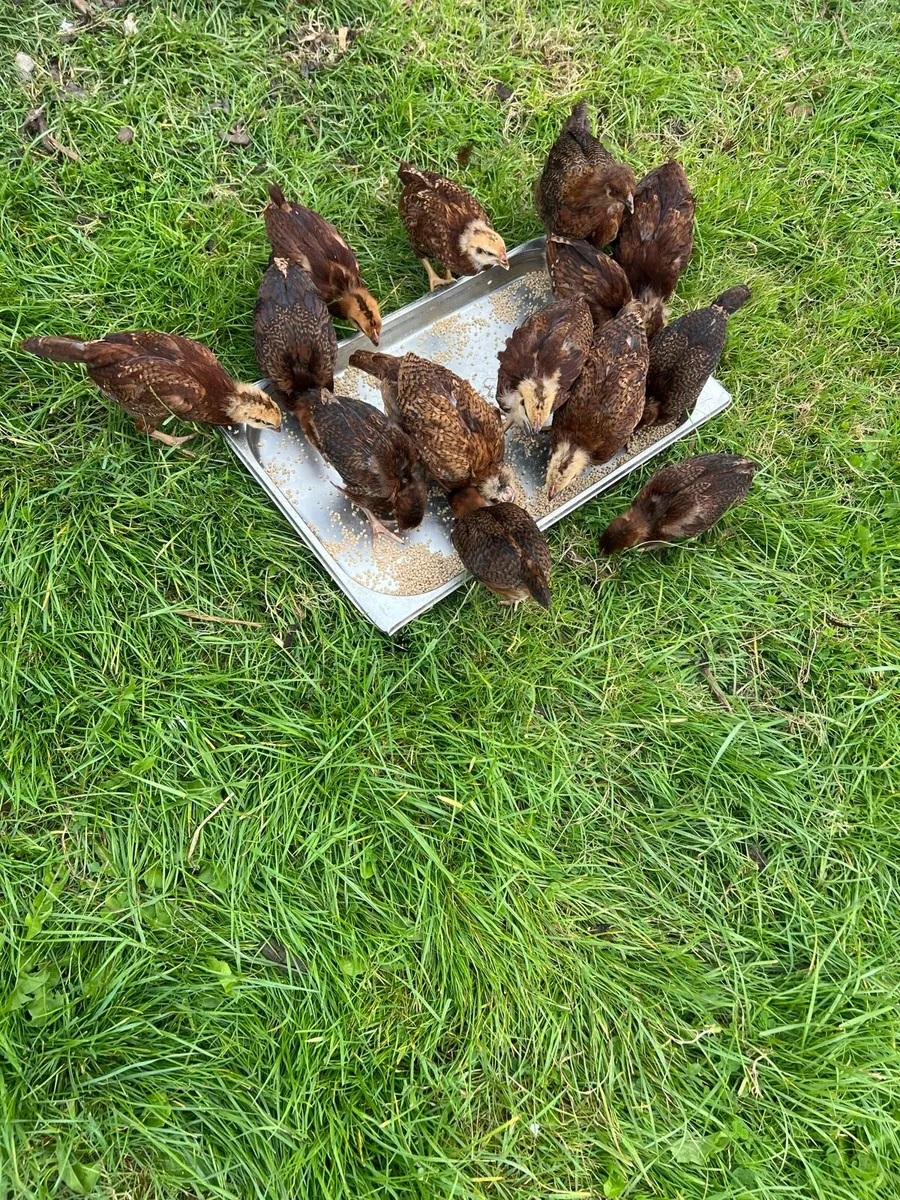 Heritage roade island chicks - Image 1