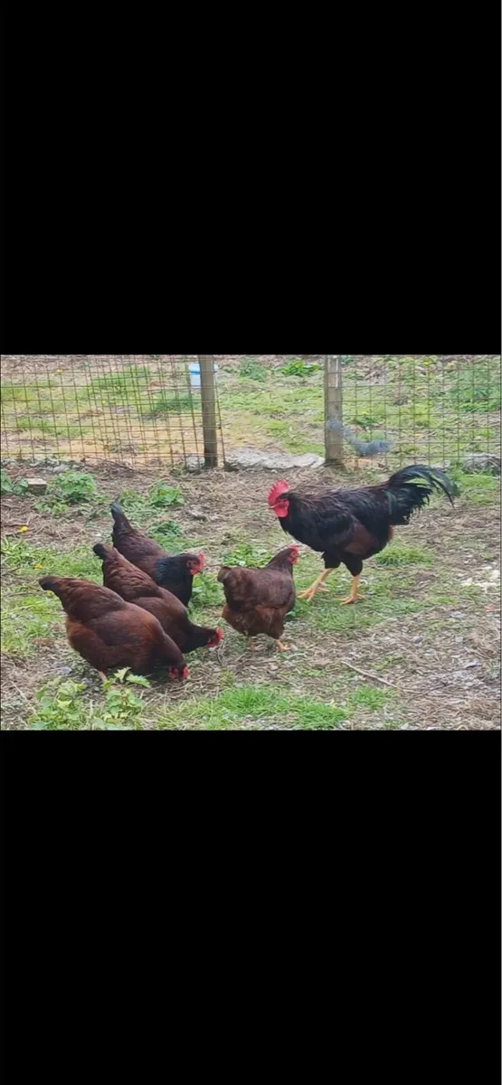 Heritage roade island chicks - Image 2