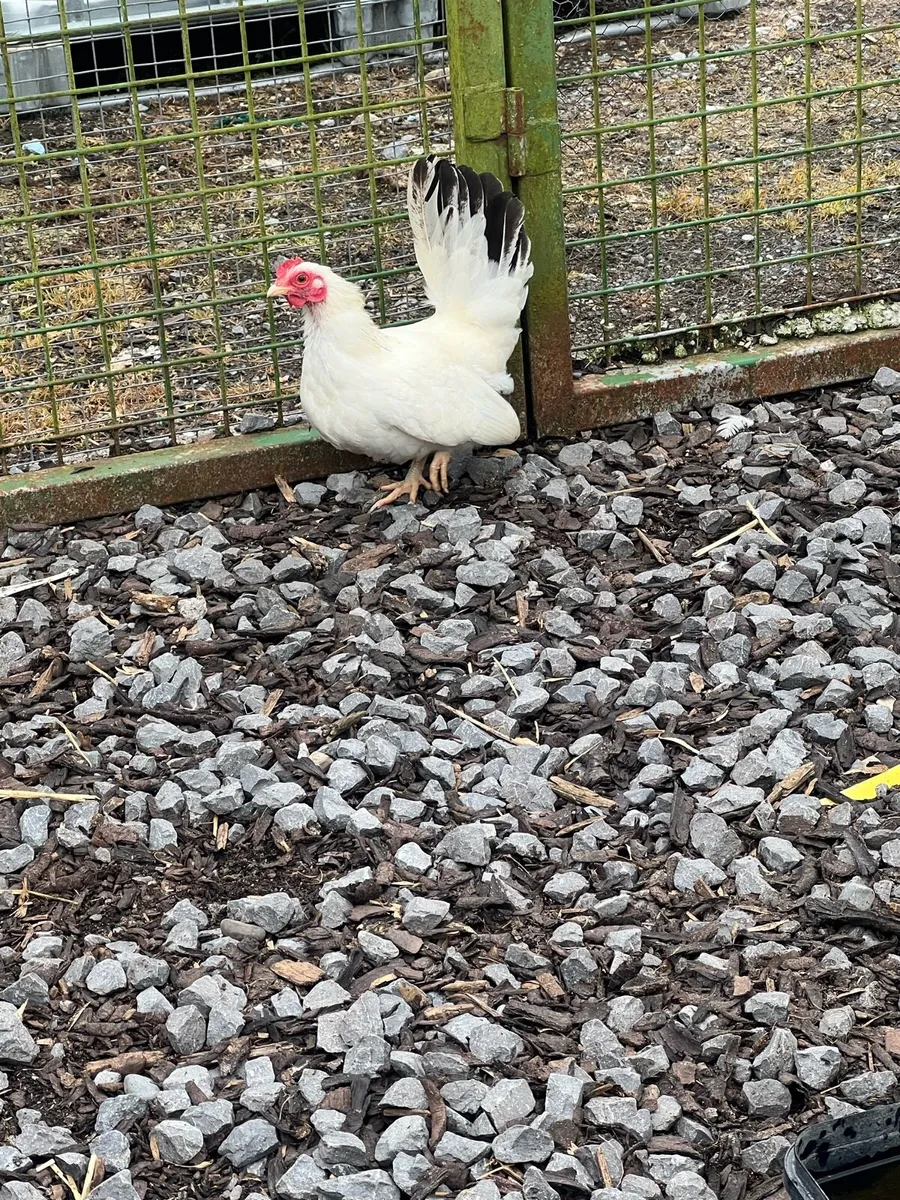 Bantams hens - Image 1
