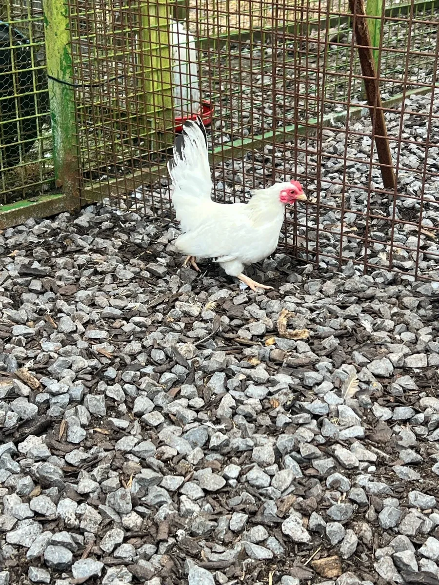 Bantams hens - Image 2