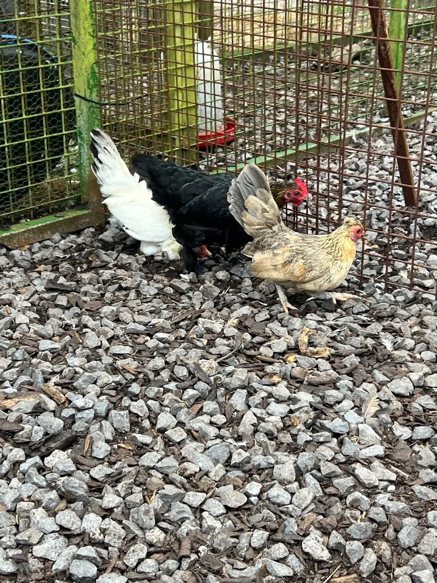 Bantams hens - Image 3