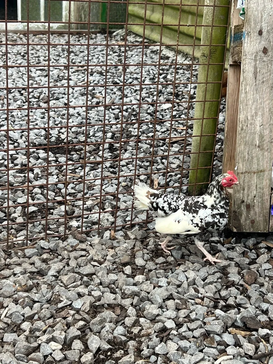 Bantams hens - Image 4