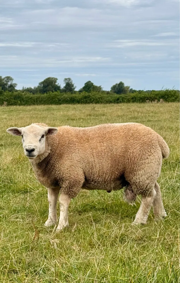 Suftex Ram Lamb - Image 1
