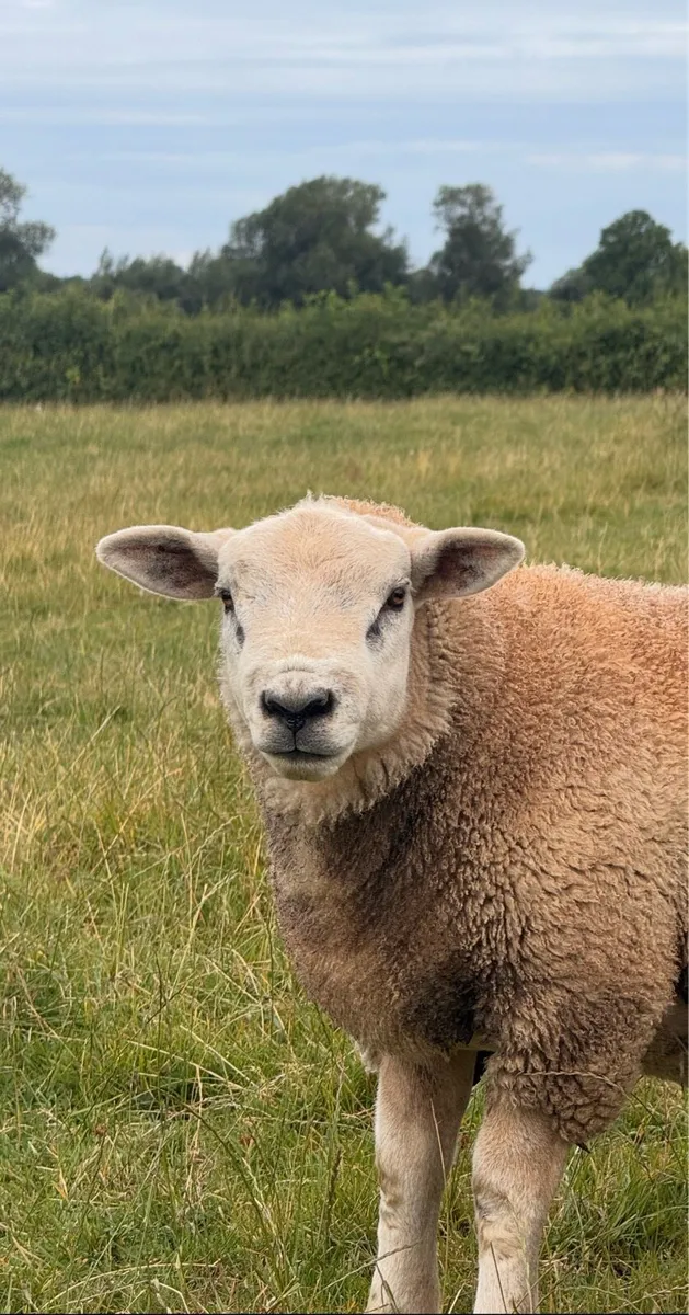 Suftex Ram Lamb - Image 2