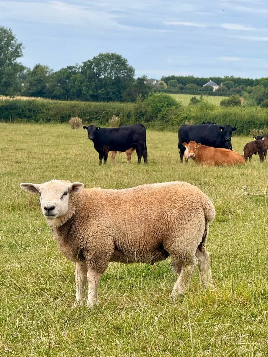 Suftex Ram Lamb - Image 3