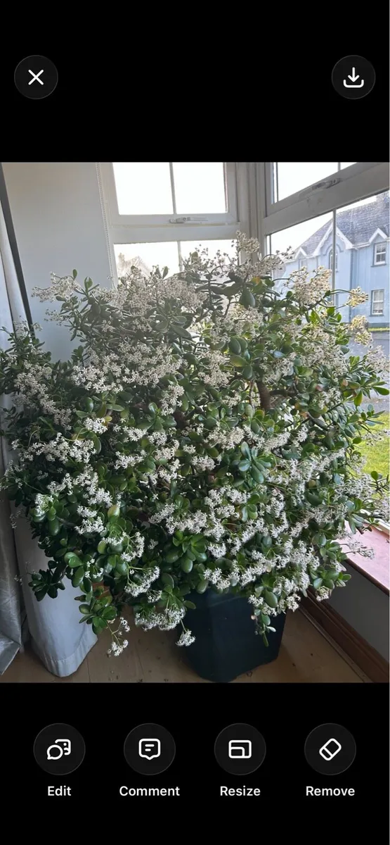 Mature Jade Plants - Image 1