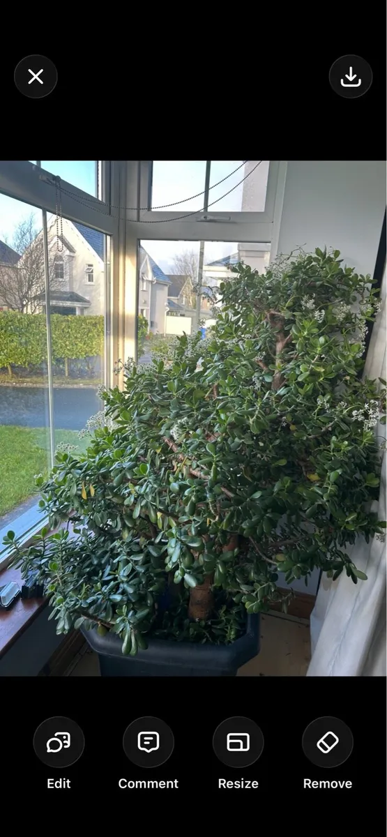 Mature Jade Plants - Image 2