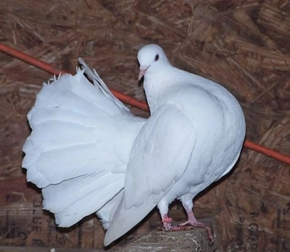 Snow White fantails pigeons