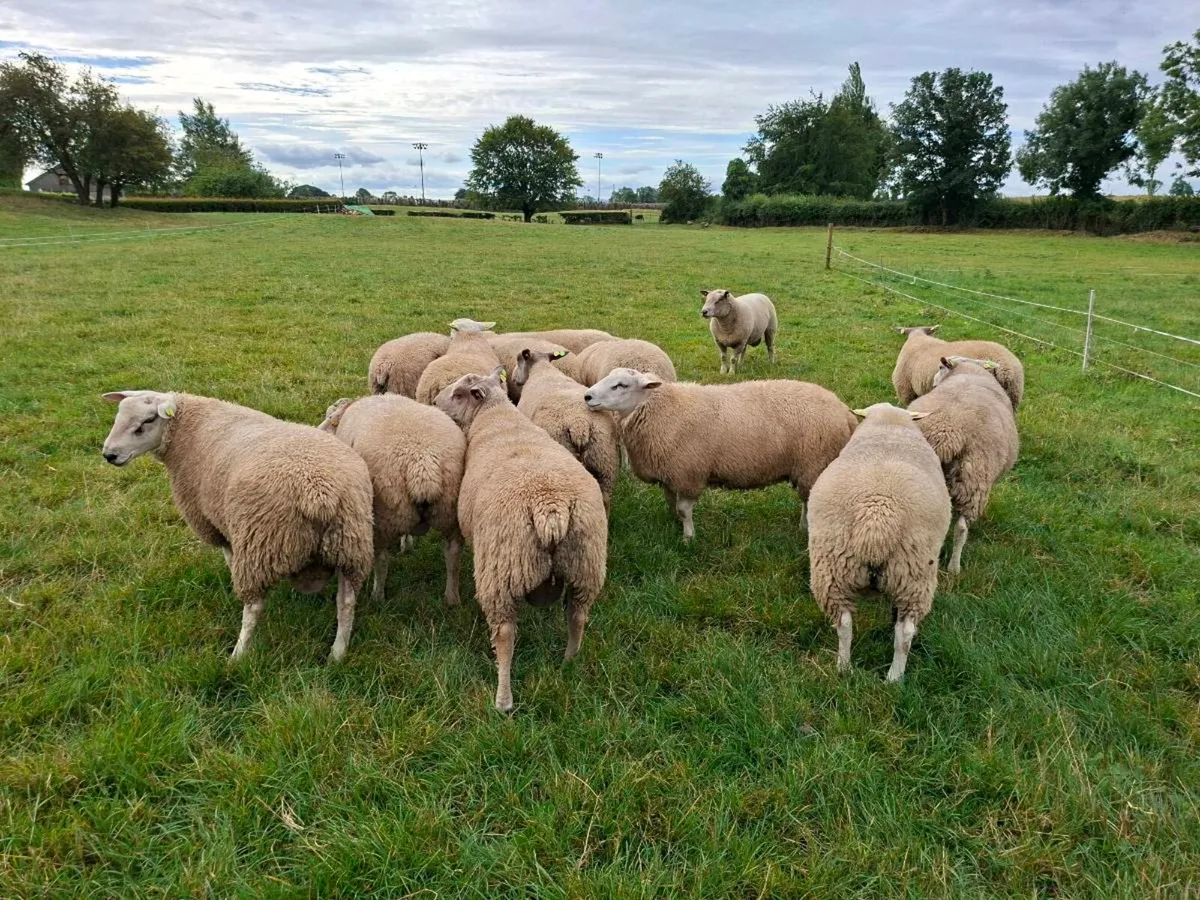 Belclare & Charollais Rams - Image 3