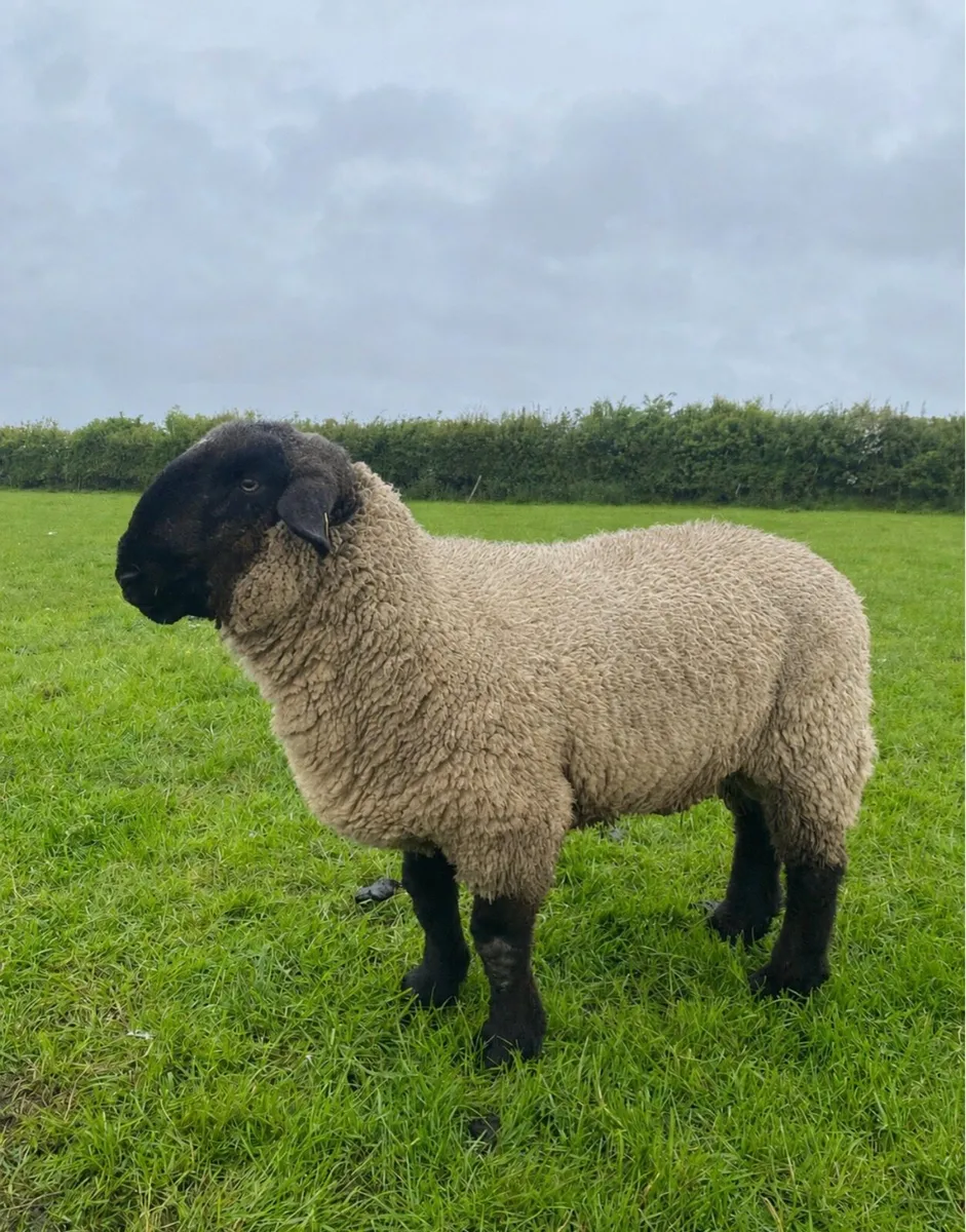 Suftex Ram Lamb - Image 4