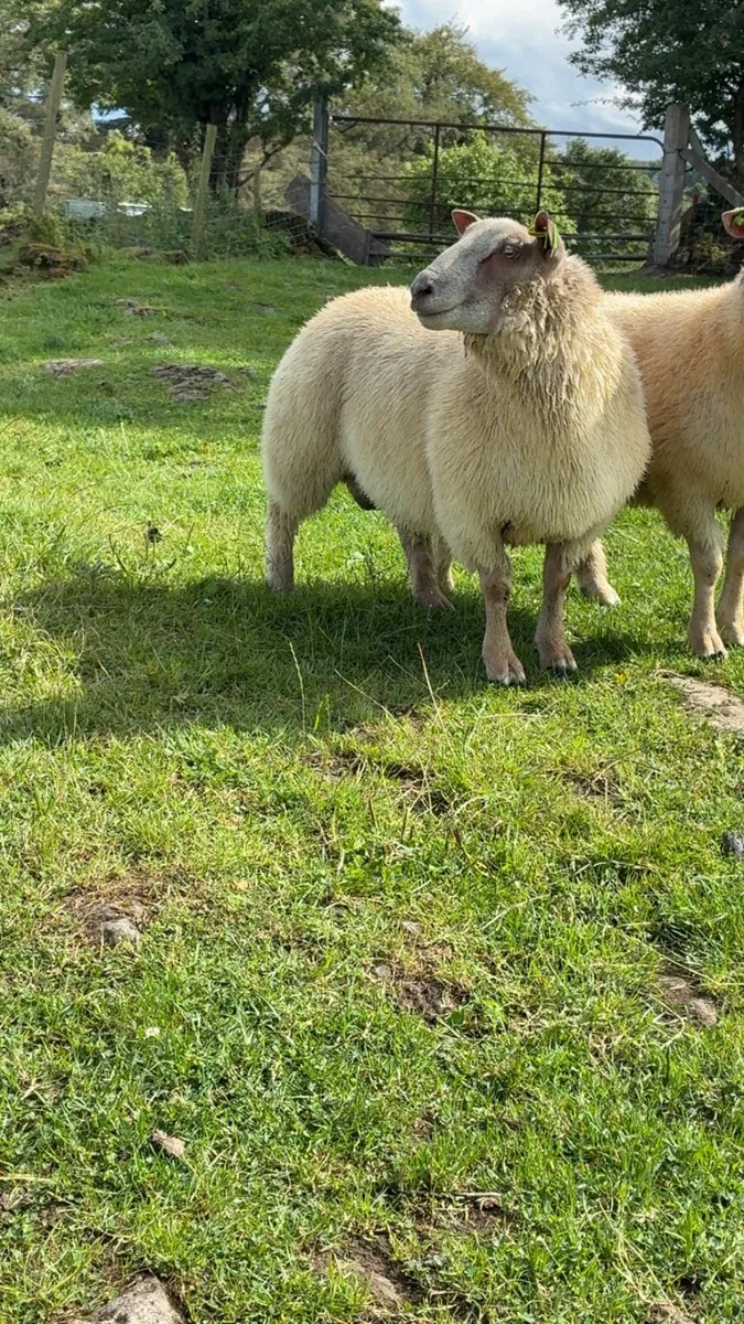 PBR Charollais hogget rams and ram lambs - Image 3