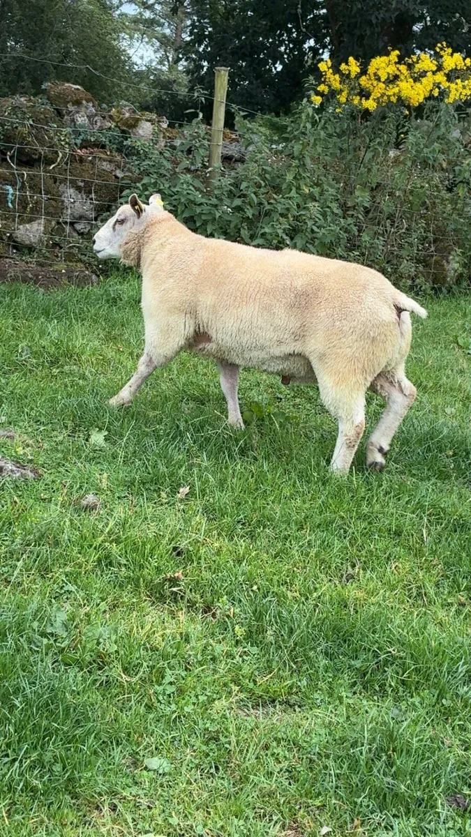 PBR Charollais hogget rams and ram lambs - Image 4