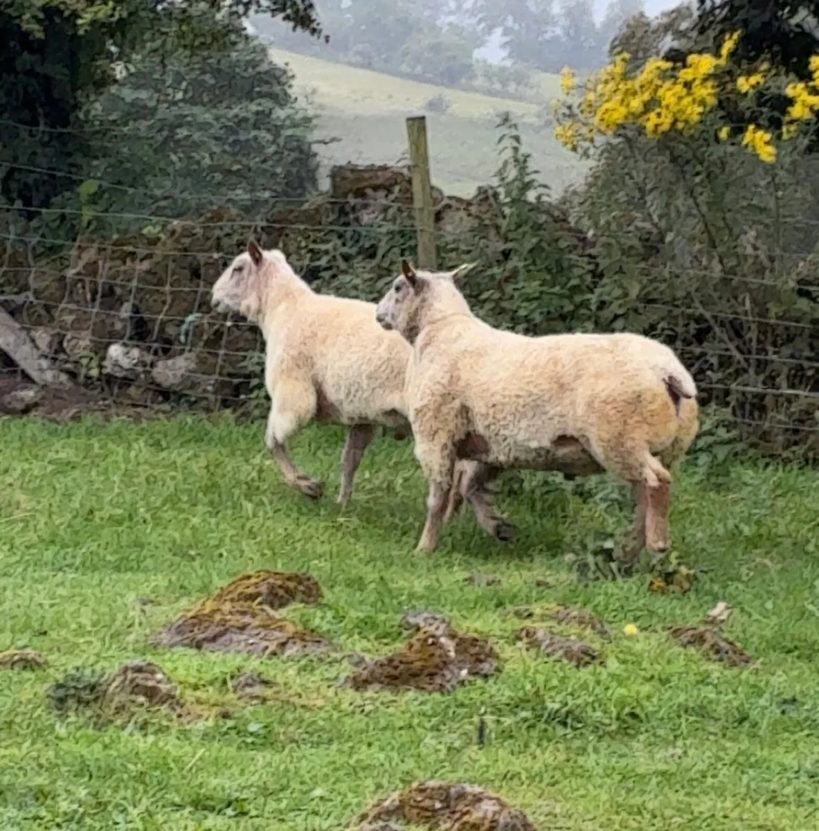 PBR Charollais hogget rams and ram lambs - Image 1