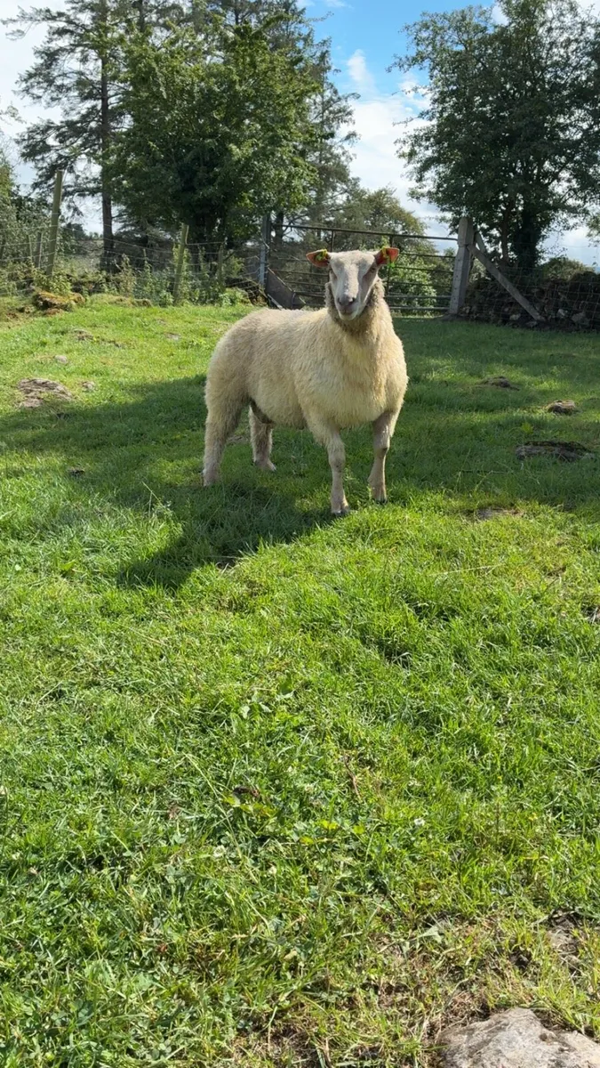 PBR Charollais hogget rams and ram lambs - Image 2