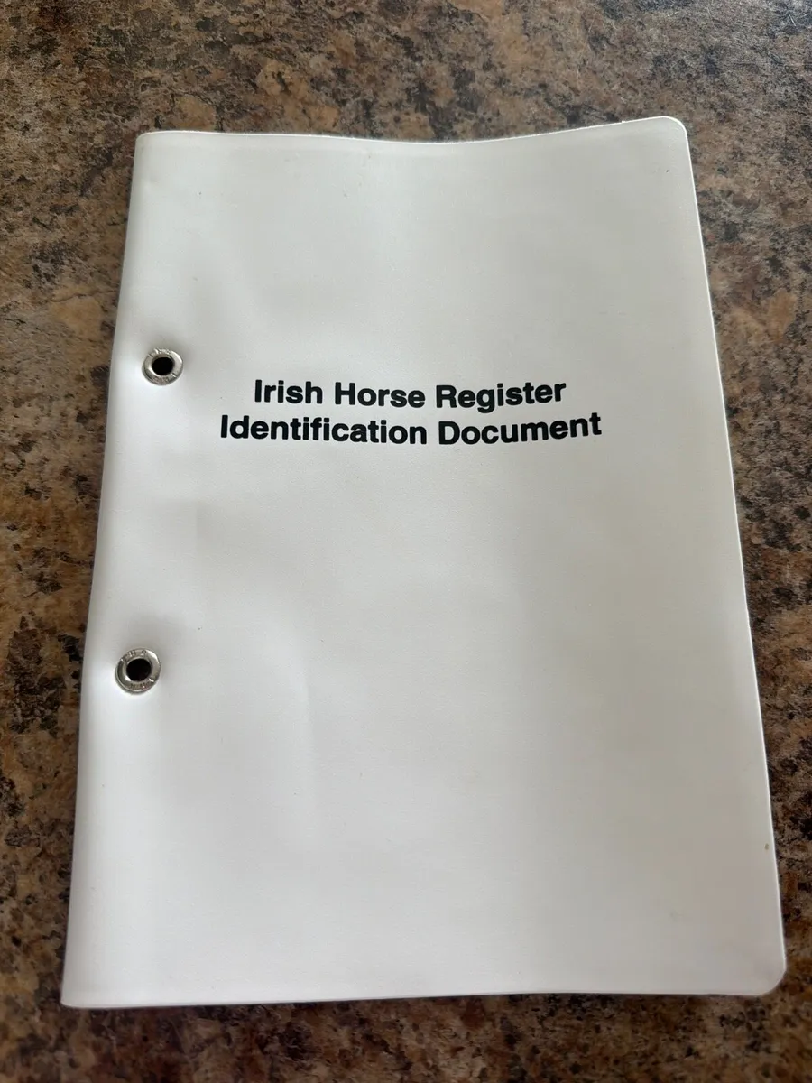 Lovely Connemara Cross Filly-Dun-15 months - Image 3