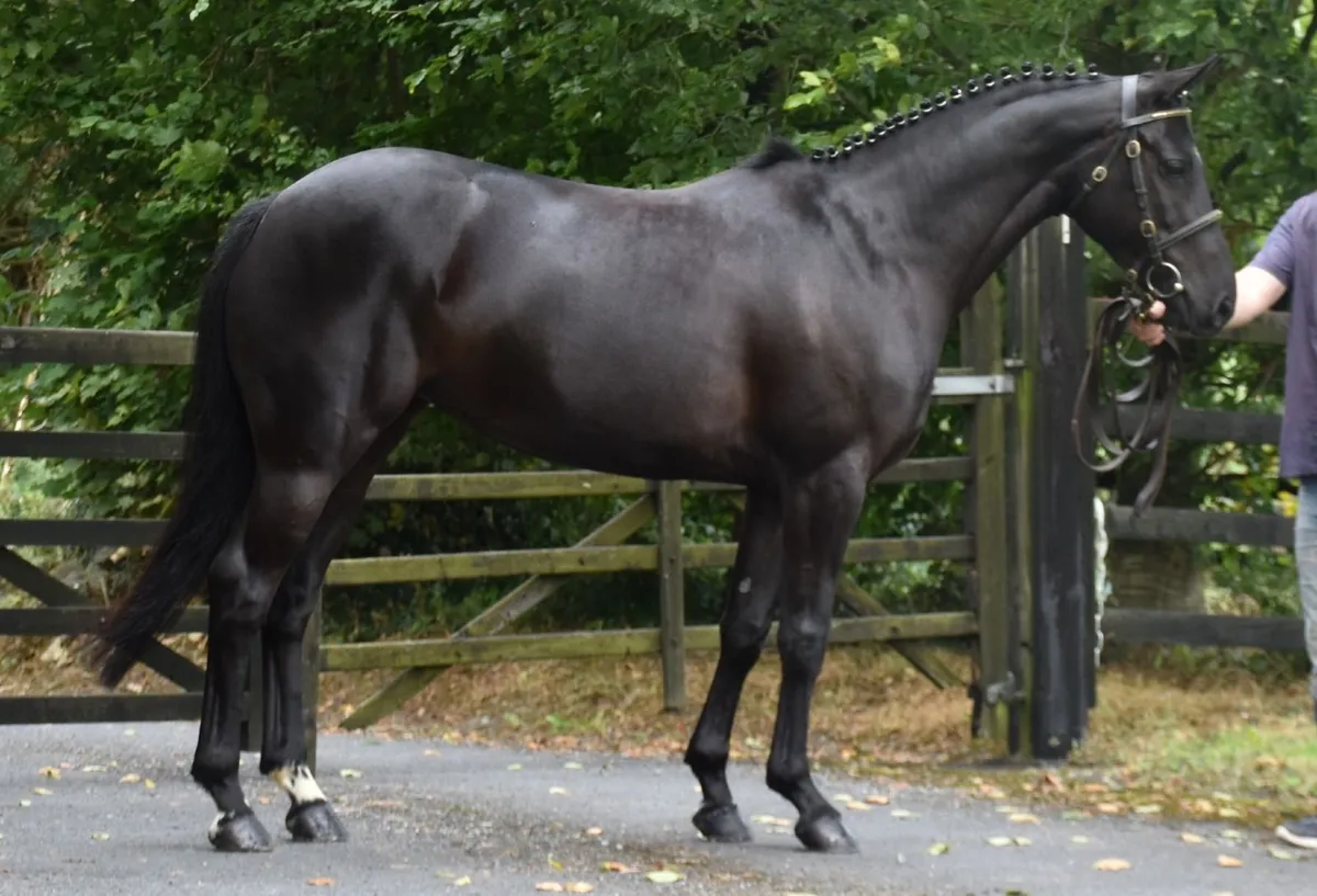 FABULOUS 6YO 148 - Image 1