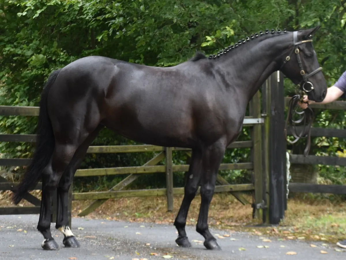 FABULOUS 6YO 148 - Image 4